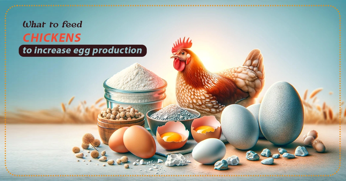 What should I feed chickens to boost egg production?